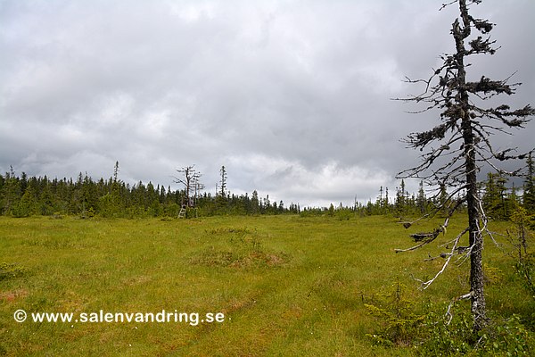 Hängmyren söder om Storhäden. Älgtornet till vänster