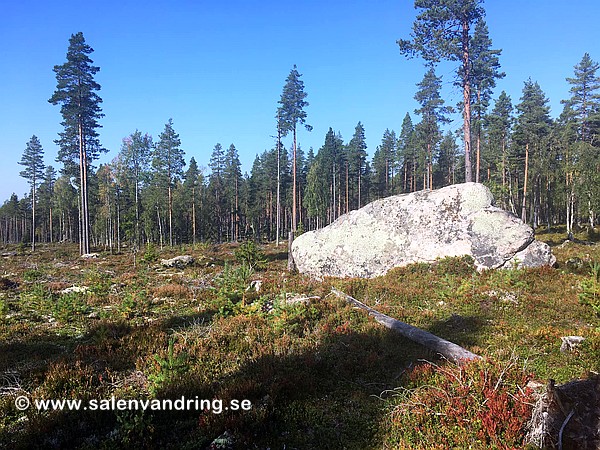 Flyttblocket på kalhygget strax norr om Källgrav, ungefär i höjd med röse 119B