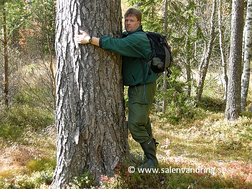 Författaren omfamnar ett av många kraftiga träd vid fäboden. Foto: Mikael Stenelund