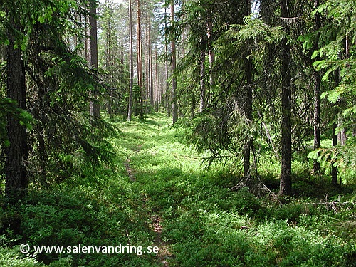 Vacker skog på Orrhöa i juni 2002